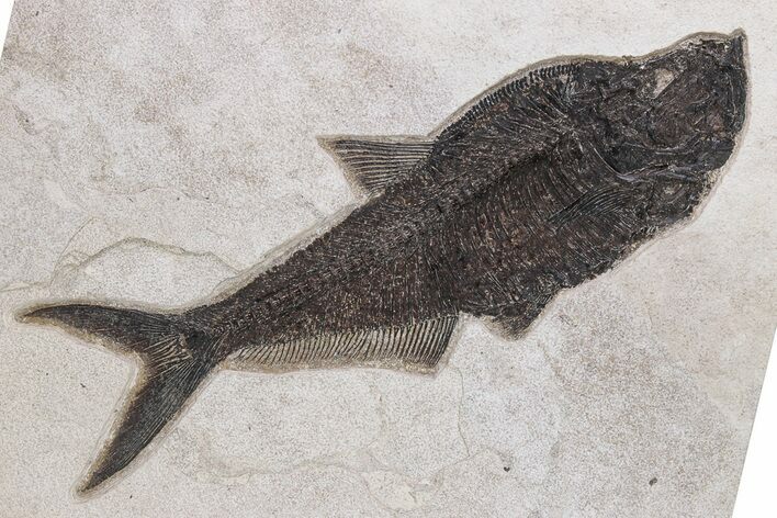 Huge Fossil Fish (Diplomystus) - Wyoming #342486